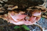 Phlebia incarnata image