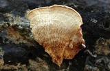 Phlebia incarnata image