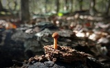 Flammulaster erinaceellus image