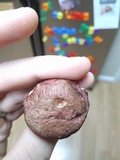 Hortiboletus campestris image