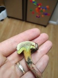 Hortiboletus campestris image