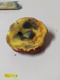 Hortiboletus campestris image