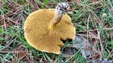 Suillus americanus image