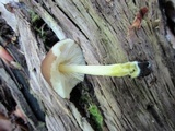 Pluteus romellii image