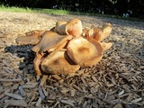 Pluteus petasatus image