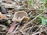 Helvella macropus image