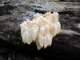 Hericium americanum image