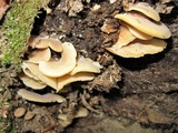 Hohenbuehelia angustata image