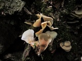 Hohenbuehelia angustata image
