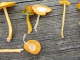 Hygrocybe psittacina var. perplexa image