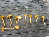 Hygrocybe psittacina var. perplexa image