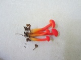 Hygrocybe miniata image