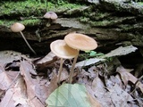 Oudemansiella furfuracea image