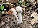 Hypomyces hyalinus image