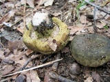 Lactarius atroviridis image