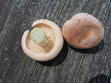 Lactarius chrysorrheus image