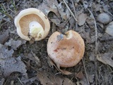 Lactarius chrysorrheus image