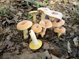 Lactifluus hygrophoroides image