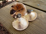 Lactarius psammicola image