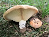 Lactarius psammicola image