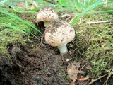 Echinoderma asperum image