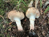 Echinoderma asperum image
