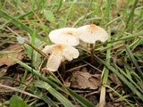 Lepiota cristata image