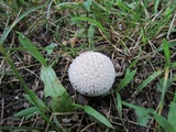 Lycoperdon marginatum image