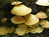 Crepidotus crocophyllus image