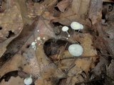 Tetrapyrgos nigripes image