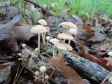 Marasmius cohaerens image