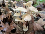 Marasmius cohaerens image