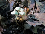 Marasmius delectans image
