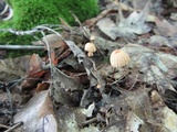 Marasmius pulcherripes image