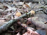 Marasmius pulcherripes image