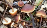 Macrocystidia cucumis image