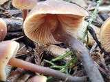 Macrocystidia cucumis image