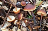 Macrocystidia cucumis image