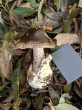 Amanita fuliginea image