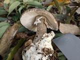 Amanita fuliginea image