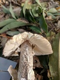 Amanita fuliginea image