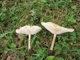 Melanoleuca alboflavida image