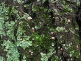 Mycena corticola image