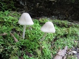 Mycena niveipes image