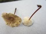 Mycetinis scorodonius image