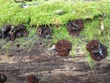 Pachyella clypeata image