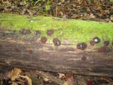 Pachyella clypeata image