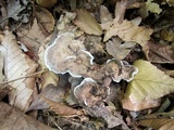 Phellodon confluens image