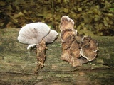Phellodon confluens image
