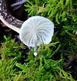 Marasmiellus candidus image